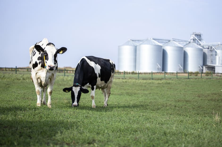 Healthy Cow